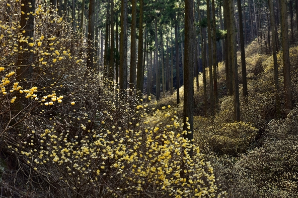 黄金色の絨毯のような幻想的な光景（画像提供：はすまん / PIXTA）