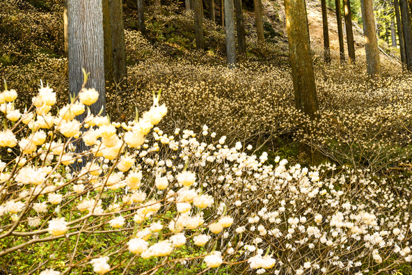 没入感抜群のミツマタの秘境「不動尻ミツマタ大群生地」（画像提供：kuro / PIXTA）