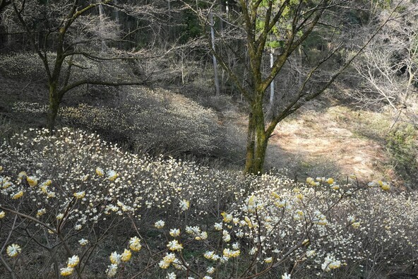 気軽に楽しめる「ミツマタ」の名所（画像提供：momoshiba6400 / PIXTA）