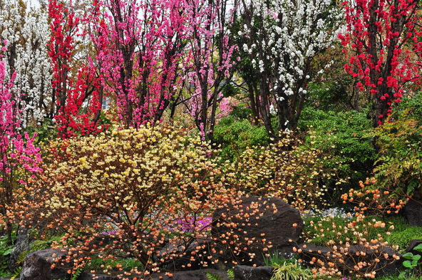 最寄駅から徒歩7分で行ける「ミツマタ」の名所（画像提供：jooko3 / PIXTA）