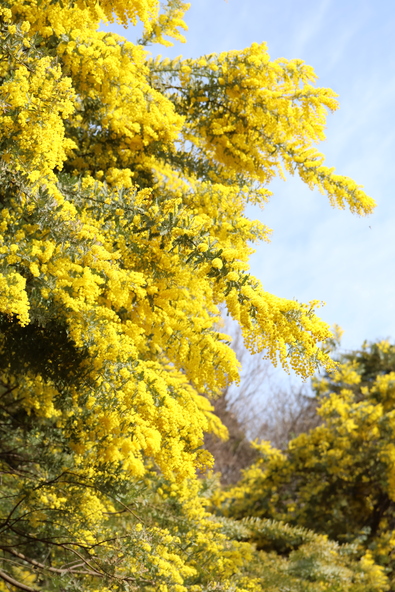 「清水公園」に咲くミモザの様子（2026年3月1日撮影）