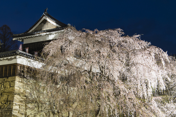 日本夜景遺産に認定された幻想的なお堀の夜桜（過去開催時の様子／画像：おはぎさん / PIXTA）