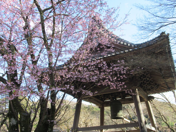 2026年3月4日の様子（修善寺寒桜）
