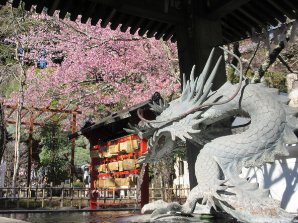 2026年3月4日の様子（修善寺寒桜）
