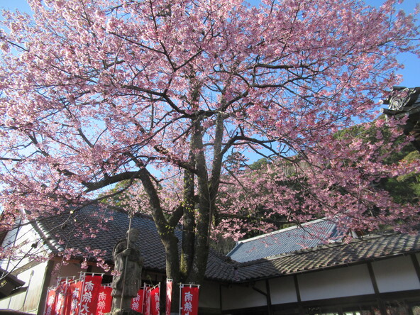 2026年3月4日の様子（修善寺寒桜）