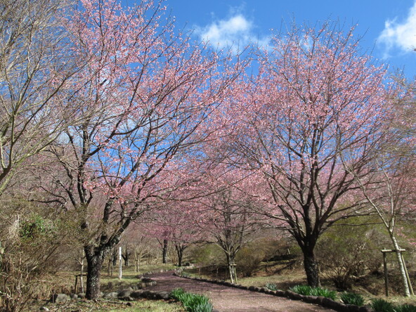  2026年3月4日の様子（修善寺寒桜）