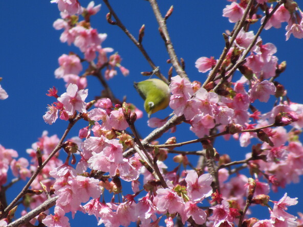  2026年3月4日の様子（修善寺寒桜）