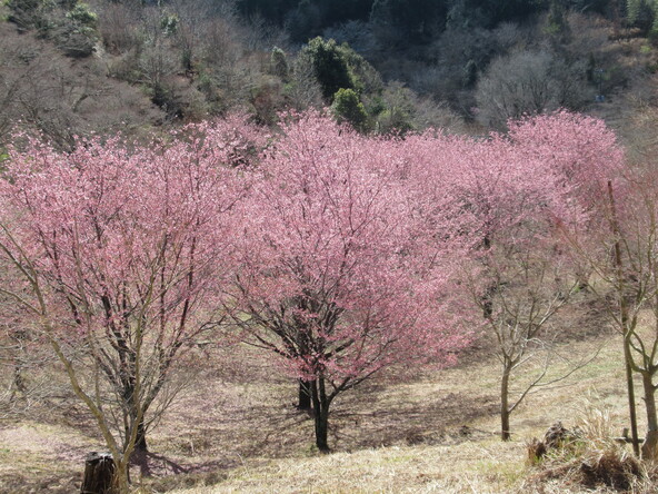  2026年3月4日の様子（修善寺寒桜）