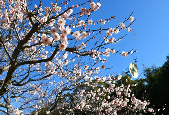 合計約140品種・680本の梅が植えられています（画像提供：万博記念公園マネジメント・パートナーズ）