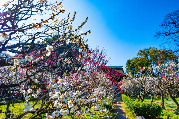 約80種・800本の梅が咲く「道明寺天満宮」（画像提供：shimanto / PIXTA）