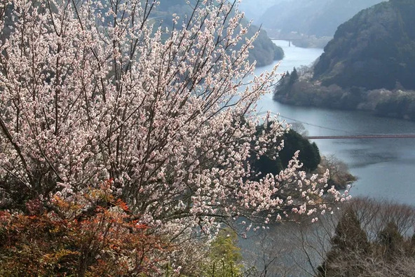 奈良県を代表する約1万本もの梅の木がある県立の自然公園