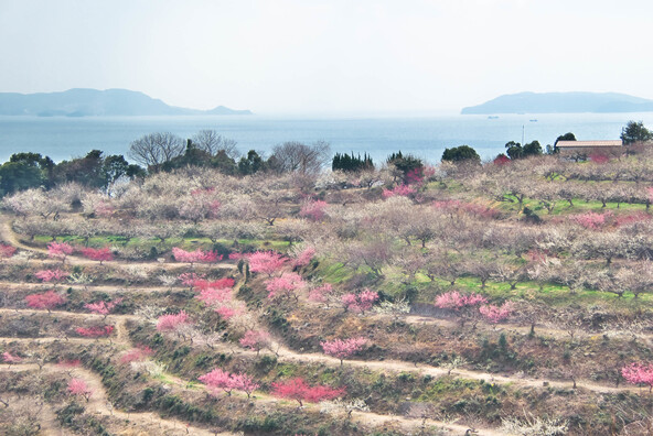 海を背景に紅白の梅が咲き誇ります（画像提供：処一 / PIXTA）