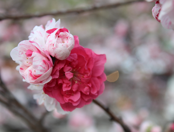 阿智村では赤や白、ピンクの3色に咲きわける「三色花桃」を多く栽培しています