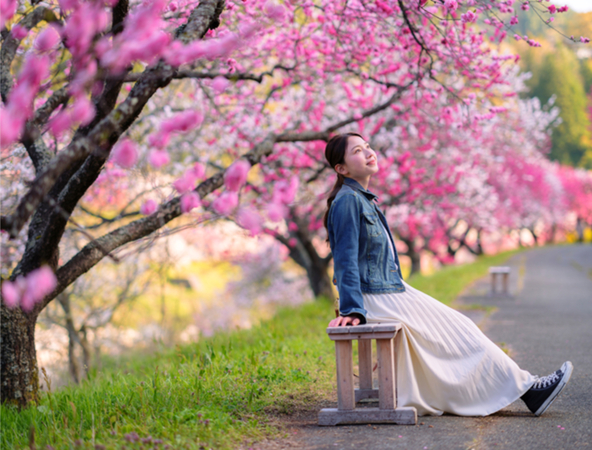 花桃の色や、香りを間近で体感してみては？