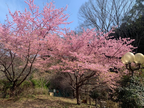 2026年3月5日の様子