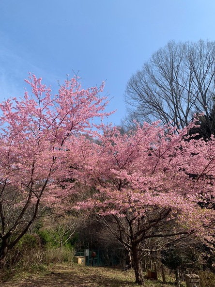 2026年3月5日の様子