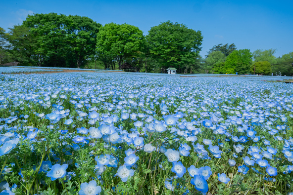 みんなの原っぱ・ネモフィラ（過去の様子）