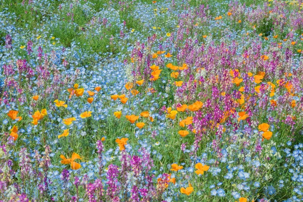 ハーブの丘・ブーケガーデン（過去の様子）