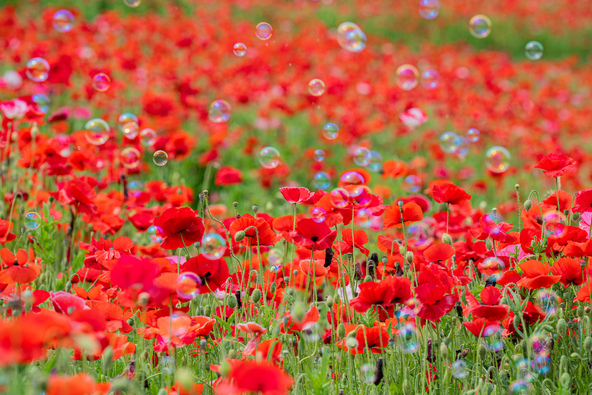 シャーレーポピー×シャボン玉（過去の様子）