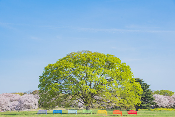 みんなの原っぱ・なないろベンチ（過去の様子）