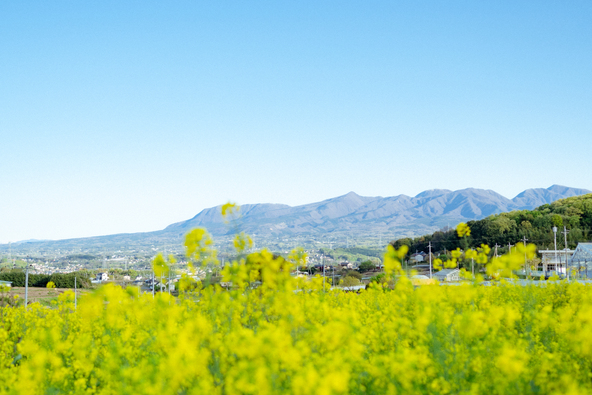 菜の花が満開時の景色（画像提供：観光ぐんま写真館 https://gunma-kanko.jp/）