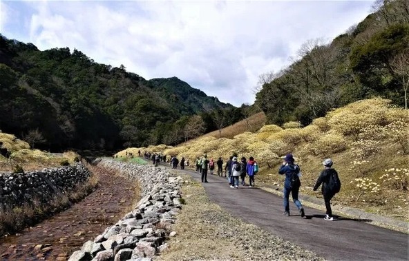 天空の森のミツマタ群生地を親子でウォーキング♪