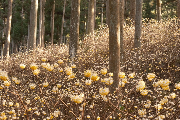圧巻！春を告げる金色の絨毯