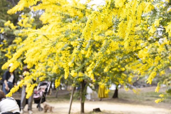 ふわふわのギンヨウアカシアでのんびり♪（出典：大府市オープンデータ http://creativecommons.org/licenses/by/4.0/）