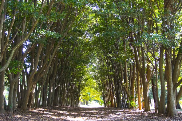 自然豊かな公園です（出典：大府市オープンデータ http://creativecommons.org/licenses/by/4.0/）