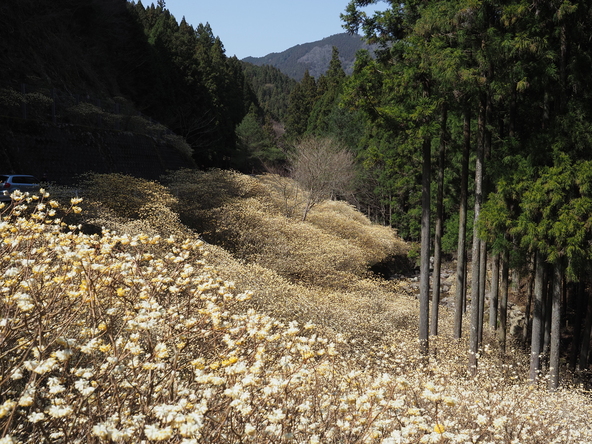 あたり一面に広がるミツマタ（画像提供：sheen-g / PIXTA）