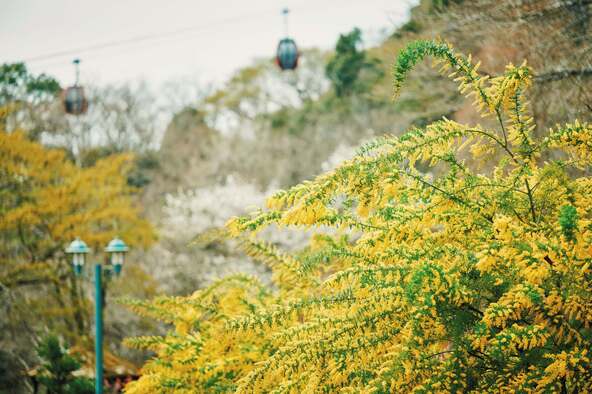 ミモザとロープウェイ