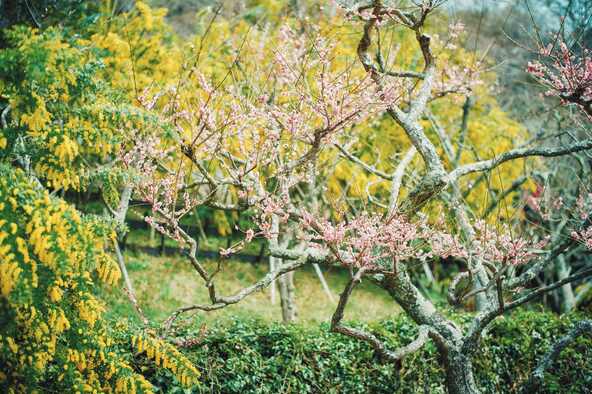 例年3月中旬まで見頃の梅の花と、ミモザが共演