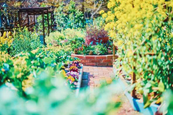 カラフルな野菜畑「家庭菜園ポタジェ」