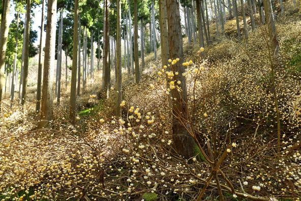 黄色い小花が杉林を埋め尽くし「神秘の森」とも呼ばれるスポット（画像提供：S.I.C / PIXTA）