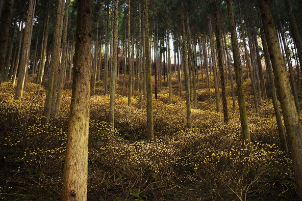 ほんのり甘い香りが漂うミツマタの森（画像提供：seama / PIXTA）