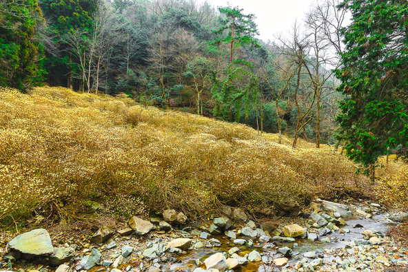 せせらぎの音を聞きながら、春の訪れを感じられるスポット（画像提供：BlackRabbit3 / PIXTA）