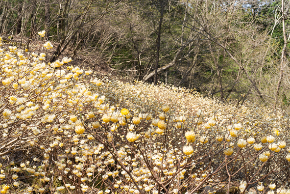 ハイキングコース上に咲くミツマタ （画像提供：ilovealpha / PIXTA）