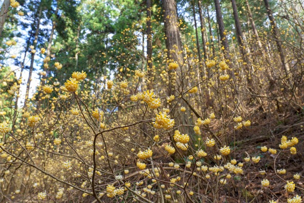 関東屈指のミツマタの名所です（画像提供：ibuki / PIXTA）