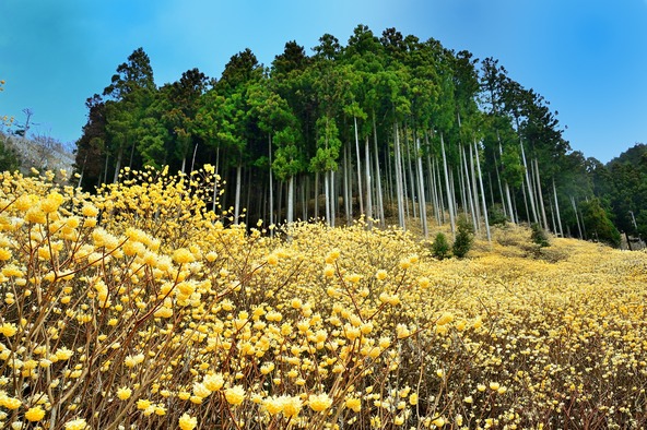 青空と黄金色の花のコントラストを楽しめます（画像提供：そだね～スマくん / PIXTA）