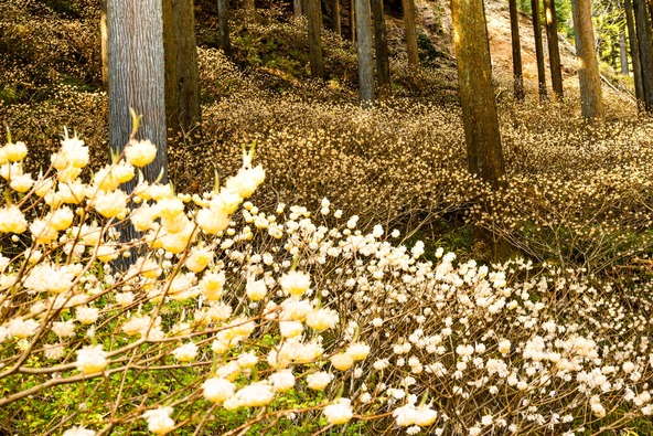 没入感抜群のミツマタの秘境「不動尻ミツマタ大群生地」（画像提供：kuro / PIXTA）