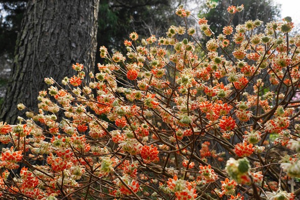 希少な「アカバナミツマタ」がみられるスポット（画像提供：i-flower / PIXTA）