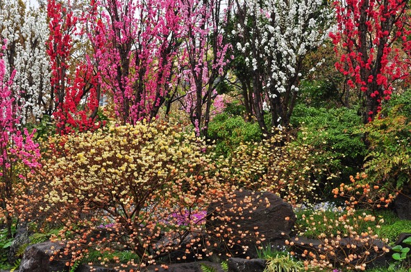 最寄駅から徒歩約7分で行ける「ミツマタ」の名所（画像提供：jooko3 / PIXTA）