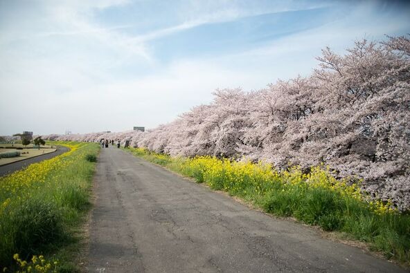 桜と菜の花を背景に写真撮影もおすすめ