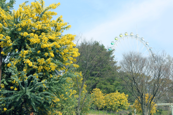 ミモザが見頃の時期の園内（画像提供：コンチ / PIXTA）