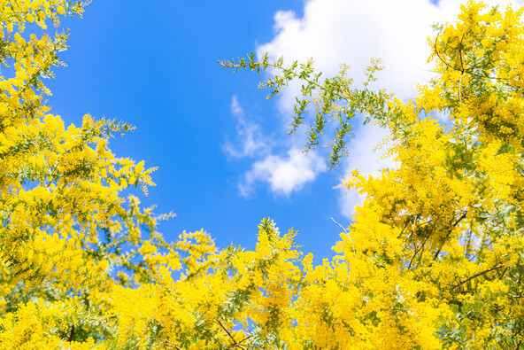 春空に映える、満開のミモザ（画像提供：ライダー写真家はじめ / PIXTA）