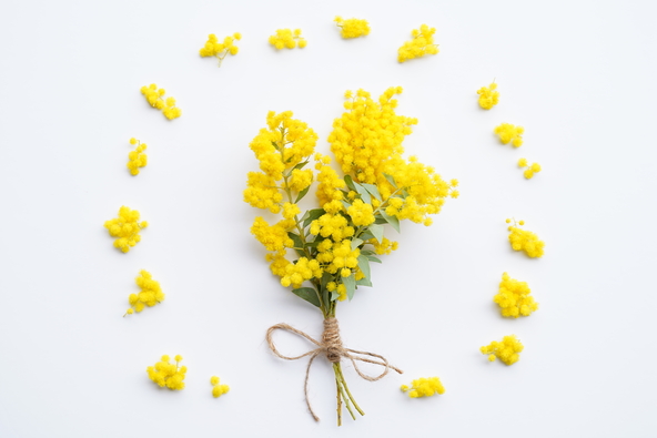 家族へのプチギフトにもおすすめのミモザのブーケ（画像提供：RIA / PIXTA）