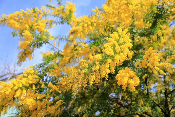 市内の民家に植えられたミモザは立派な木が多いので、宝探しの気分でまち歩きをするのもおすすめ（画像提供：サム / PIXTA）※画像はイメージです