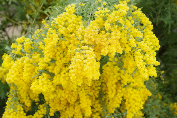 「寺ヶ池公園」に咲く満開時のミモザ（画像提供：KIMURA / PIXTA）