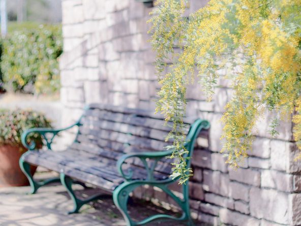 ミモザの横にあるベンチは人気の撮影スポット（画像提供：あーちゃん / PIXTA）