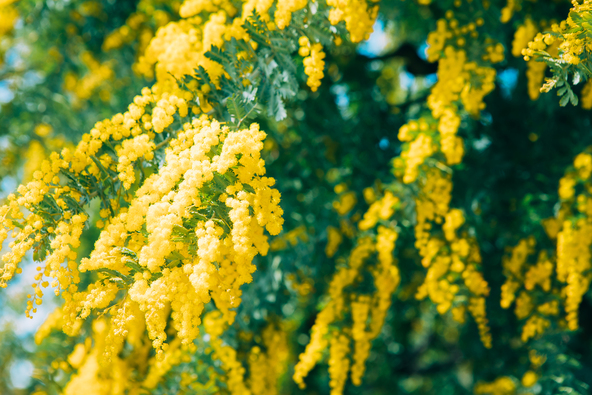 現在は代替わりしたミモザが村を見守っています（画像提供：zak / PIXTA）※画像はイメージです